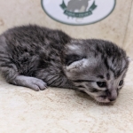Silver-Mau-Male-g