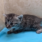 silver-male-mau-kitten-