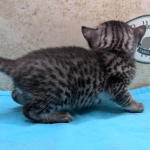 silver-male-mau-kitten-a-Copy
