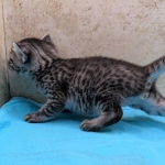 silver-male-mau-kitten-b-Copy
