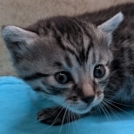 silver-male-mau-kitten-d-Copy