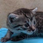 silver-male-mau-kitten-e-Copy