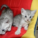 Egyptian Mau, silver Males DOB 9-21-15