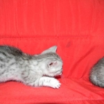 Egyptian Mau, silver Males DOB 9-21-15