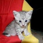 Egyptian Mau, silver Males DOB 9-21-15