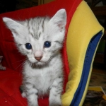 Egyptian Mau, silver Males DOB 9-21-15