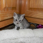 Egyptian Mau, silver Male #1 DOB 9-21-15