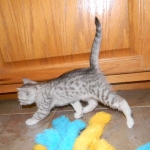 Egyptian Mau, silver Male #1 DOB 9-21-15