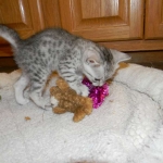 Egyptian Mau, silver Male #1 DOB 9-21-15