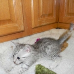 Egyptian Mau, silver Male #2 DOB 9-21-15