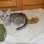 Egyptian Mau, silver Male #2 DOB 9-21-15
