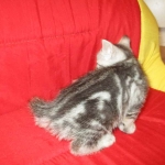 Egyptian Mau, Marbled silver, male DOB 8-13-17