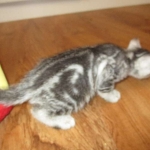 Egyptian Mau, Marbled silver, male DOB 8-13-17