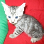 Egyptian Mau, Marbled silver, male DOB 8-13-17
