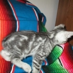 Egyptian Mau, Marbled silver, male DOB 8-13-17