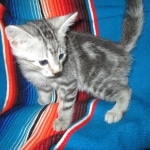 Egyptian Mau, Marbled silver, male DOB 8-13-17
