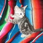 Egyptian Mau, Marbled silver, male DOB 8-13-17