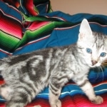 Egyptian Mau, Marbled silver, male DOB 8-13-17
