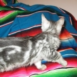 Egyptian Mau, Marbled silver, male DOB 8-13-17