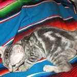 Egyptian Mau, Marbled silver, male DOB 8-13-17