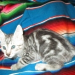 Egyptian Mau, Marbled silver, male DOB 8-13-17