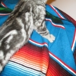 Egyptian Mau, Marbled silver, male DOB 8-13-17