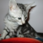 Egyptian Mau, Marbled silver, male DOB 8-13-17