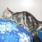 Egyptian Mau, Marbled silver, male DOB 8-13-17