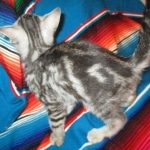 Egyptian Mau, Marbled silver, male DOB 8-13-17