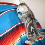 Egyptian Mau, Marbled silver, male DOB 8-13-17