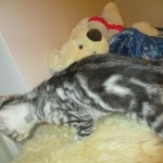 Egyptian Mau, Marbled silver, male DOB 8-13-17