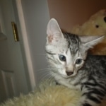 Egyptian Mau, Marbled silver, male DOB 8-13-17
