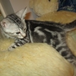 Egyptian Mau, Marbled silver, male DOB 8-13-17
