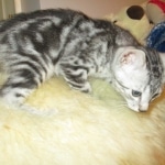 Egyptian Mau, Marbled silver, male DOB 8-13-17