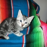 Mau, Marble, Male, DOB 8-13-17