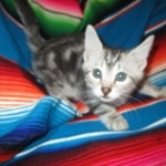 Mau, Marble, Male, DOB 8-13-17