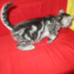 Mau, Silver, Marble, Female, DOB 8-13-17