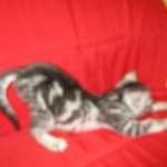 Mau, Silver, Marble, Female, DOB 8-13-17