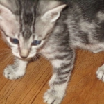 Mau, Silver, Marble, Female, DOB 8-13-17