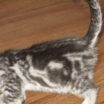 Mau, Silver, Marble, Female, DOB 8-13-17