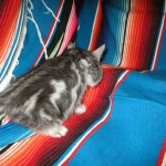 Mau, Silver, Marble, Female, DOB 8-13-17