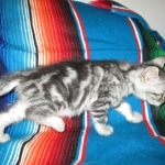 Mau, Silver, Marble, Female, DOB 8-13-17