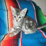 Mau, Silver, Marble, Female, DOB 8-13-17