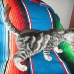 Mau, Silver, Marble, Female, DOB 8-13-17