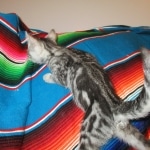 Mau, Silver, Marble, Female, DOB 8-13-17