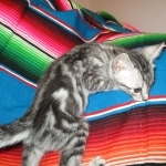 Mau, Silver, Marble, Female, DOB 8-13-17