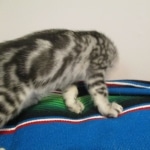 Mau, Silver, Marble, Female, DOB 8-13-17