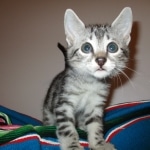 Mau, Silver, Marble, Female, DOB 8-13-17