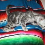 Mau, Silver, Marble, Female, DOB 8-13-17