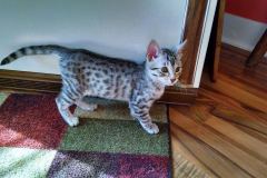 Osiris Egyptian Mau Silver Mau Dark DOB 8-7-14